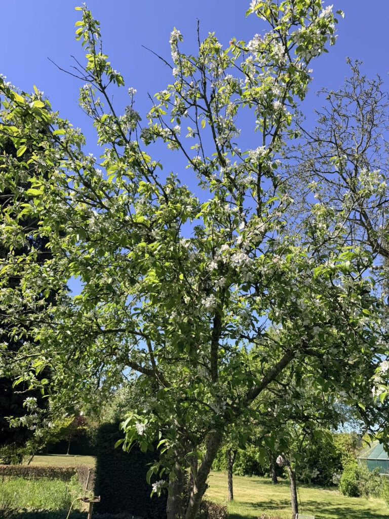 Bloesem in de tuin